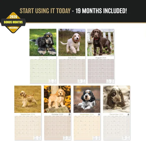 Miniatura 3 de Calendario 2025 2026 de cachorros Cocker Spaniel - Calendario mensual de pared de raza de perro - 12" x 24" abierto - Papel grueso sin sangrado