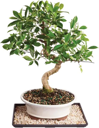 Miniatura 18 de Brussel's Bonsai, Bonsai de Ficus Golden Gate