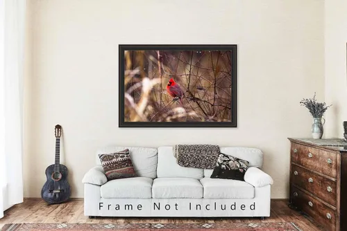 Miniatura 5 de Nature Photography Print (Not Framed) Picture of Red Cardinal Sitting on Branch Surrounded by Raindrops on Winter Day in Oklahoma Bird Wall Art