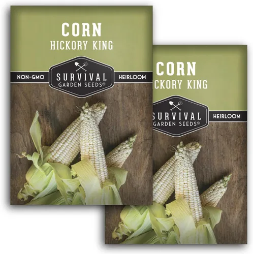 Miniatura 10 de Hickory King Semilla de maíz para plantar, 1 paquete con instrucciones para plantar y cultivar maíz de campo blanco o abolladura en el huerto de tu