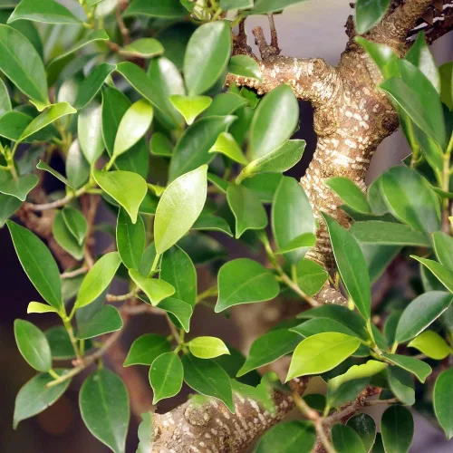 Miniatura 14 de Brussel's Bonsai, Bonsai de Ficus Golden Gate