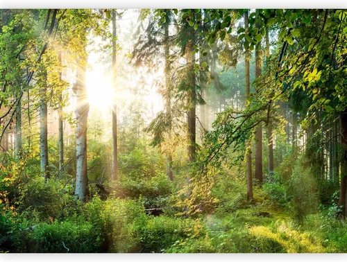 Miniatura 19 de artgeist Mural de pared premium Bosque púrpura, 79 x 55 pulgadas, papel tapiz no tejido, decoración de pared de vellón, impresión fotográfica