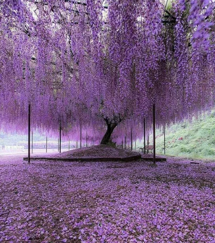Miniatura 6 de Árbol de glicina china púrpura - Plántula de 6 a 12 pulgadas de alto - Maceta de 2.5 pulgadas - Planta viva - Wisteria sinensis
