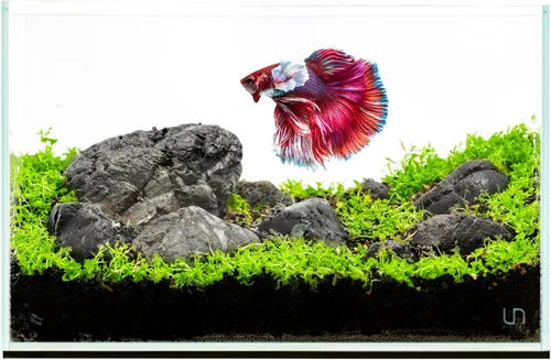 Miniatura 10 de UNS Acuario Ultra Claro Sin Borde - 25.6GAL 97.2L - 23.62x14.17x17.71 60x36x45 CM, Grosor de Vidrio de 6mm, Incluye Alfombrilla Nivelante