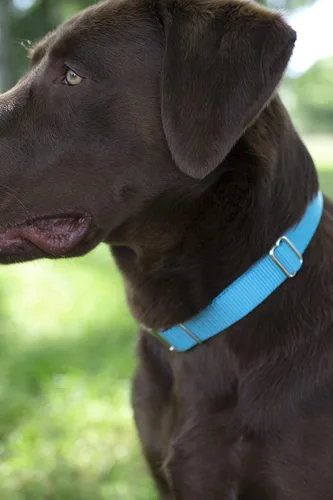Miniatura 2 de Country Brook Petz - Collar para perro de nailon resistente Martingala azul hielo y correa de doble asa (1 pulgada, grande)