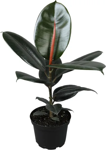 Miniatura 10 de Plantas for Pets - Higuera de hoja de violín (paquete de 4), paquete de plantas Ficus Lyrata, entrega de plantas vivas de Ficus, decoración popular