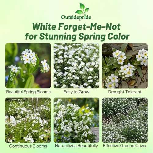 Miniatura 2 de Outsidepride White Forget Me Not Seeds - 5000 semillas de flores perennes de bajo crecimiento, auto-siembra para plantar flores blancas densas