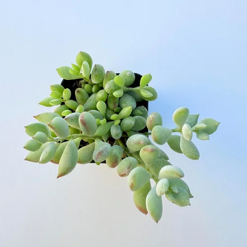 Plantas suculentas vivas, variedades variadas en dos tamaños de maceta, plantas de fácil cuidado para interiores y exteriores, GNEM (Cotyledon