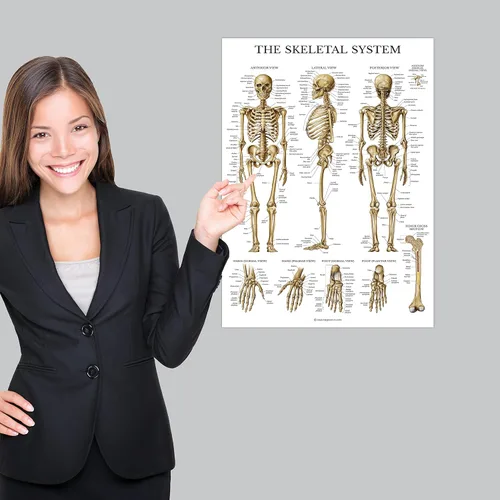 Miniatura 5 de Palace Learning Juego de 4 pósteres anatómicos laminados, musculares, esqueléticos, dermatomas, anatomía cardíaca, juego de cartas de anatomía