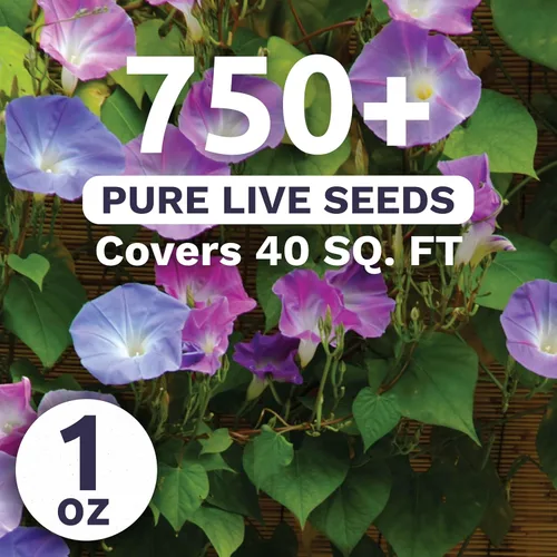 Miniatura 2 de Morning Glory Tall Mix - Bolsa a granel de 1/4 libra - 3,000 semillas de flores para plantar - Ipomoea purpurea
