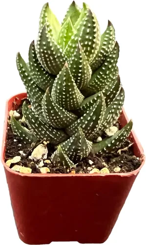 Suculenta viva Haworthia coarctata f. chalwinii, aproximadamente 2 pulgadas de tamaño grande, suculentas en maceta, completamente enraizadas,