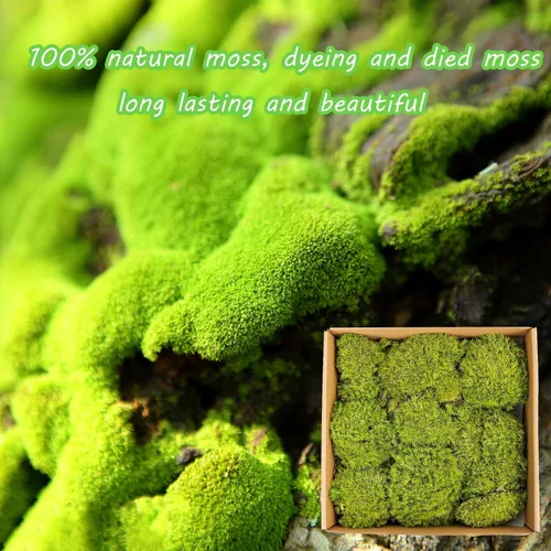 Miniatura 3 de Musgo decorativo de musgo preservado de 1.5 pies cuadrados para manualidades, arte, decoración de pared, musgo verde amarillo Amarillo Verde