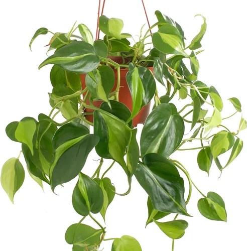 Miniatura 2 de Shop Succulents Brasil Philodenron Heartleaf - Planta colgante de hoja de corazón, planta de interior viva de interior, de fácil cuidado, planta