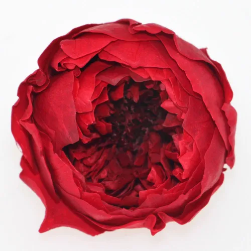 Miniatura 4 de Cabeza de flor fresca preservada de rosas Austin, 1.6-2 pulgadas cada una, 8 piezas