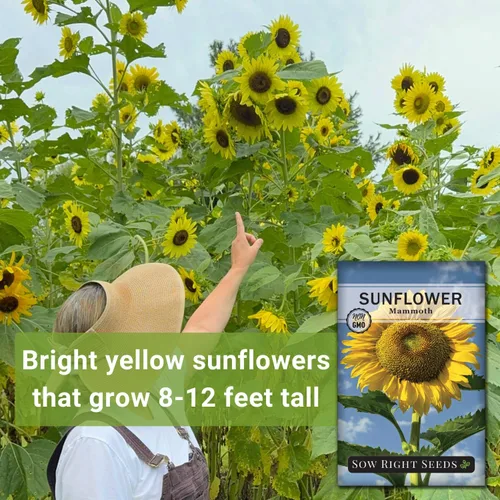 Miniatura 3 de Sow Right Seeds - Semillas de girasol de mamut para plantar - Cultiva girasoles gigantes en tu jardín - Semillas de reliquia sin OMG para plantar un