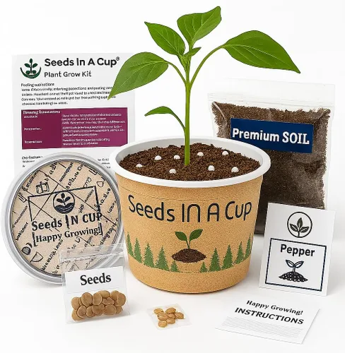 Miniatura 4 de Arce Japonés Kit de cultivo de semillas Seeds in A Cup