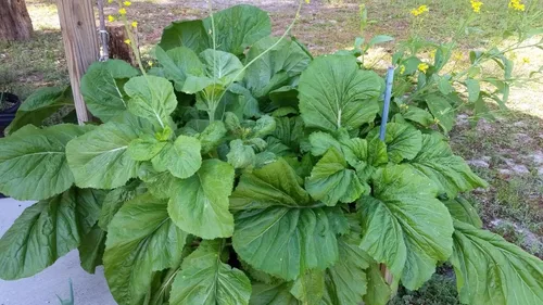 TomorrowSeeds - Semillas verdes mostaza de hoja ancha de Florida - Más de 600 unidades - para plantar 2025 sin OMG Heirloom Garden Greens Collards