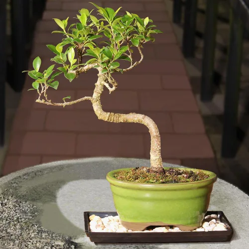 Miniatura 8 de Brussel's Live Golden Gate Ficus - Árbol bonsái para interiores, 5 años de edad; 6 a 10 pulgadas de alto con recipiente decorativo, bandeja