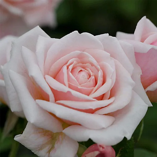 Miniatura 3 de Heirloom Roses Planta de rosas - Arbusto de rosa rosa Quietness, planta viva resistente para plantar al aire libre