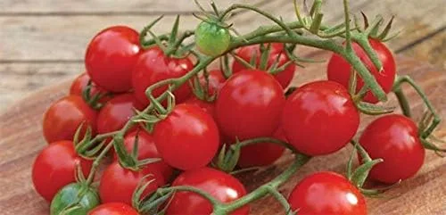Semillas de tomate Hybrid F1 Christmas Grapes - altos rendimientos de ½ a ¾ oz uva roja (50 - Semillas)