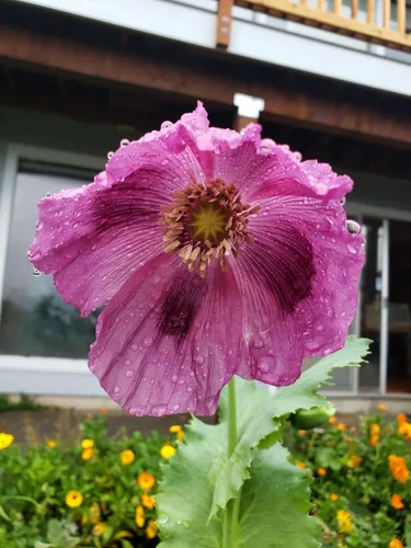 Miniatura 7 de Generic World Poppy Seed Blend Papaver Somniferum Mix 25+ cepas orgánicas sin OMG 100,000 semillas