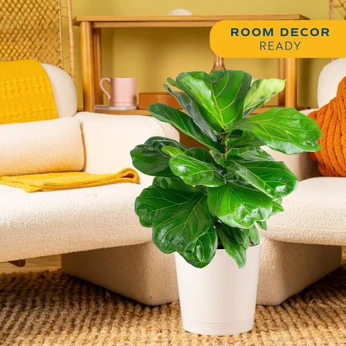 Miniatura 3 de Costa Farms Higuera de hoja de violín, planta viva de interior Ficus Lyrata en maceta moderna, planta de casa purificadora de aire, regalo