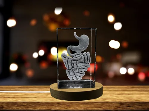 Miniatura 30 de Regalo para médicos 3D grabado en cristal recuerdo/regalo/decoración/(pequeño (3 x 2 x 2 pulgadas), arterias)