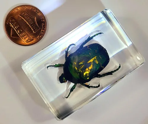 Miniatura 2 de Escarabajo británico Chafer de rosa real de 1.732 pulgadas en resina de lucita cristalina, muestra preservada de cetonia aurata, insectos