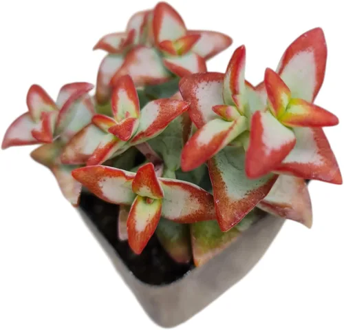 Miniatura 11 de Plantas suculentas de cactus vivos de USKC (maceta de 2 pulgadas Echeveria Blue Bird)