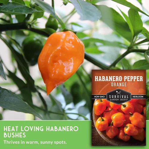 Miniatura 5 de Survival Garden Seeds - Semillas de pimiento habanero naranja, chile afrutado extremadamente picante para plantar, variedad tradicional sin OMG