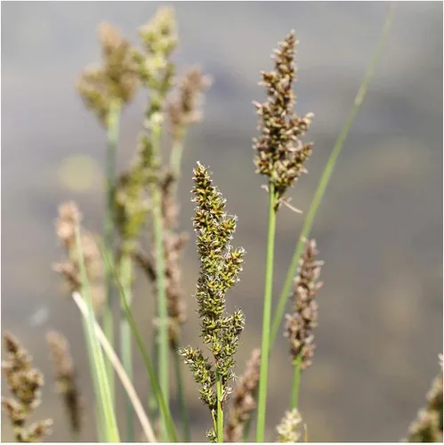 Miniatura 3 de Everwilde Farms - 300 semillas comunes de hierba nativa de Tussock Sedge - Paquete de semillas Gold Vault