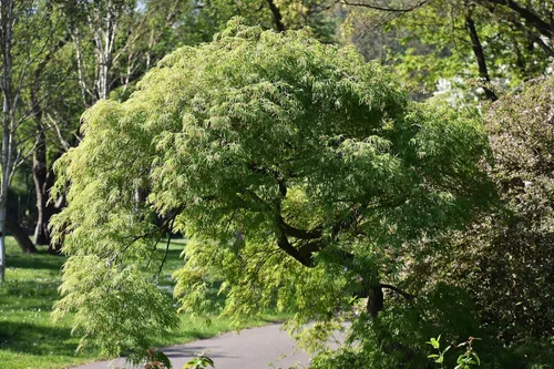 Miniatura 9 de 10 Upright Green LACELEAF Maple Japanese Seiryu Acer Palmatum Dissectum Viridis Tree Seeds