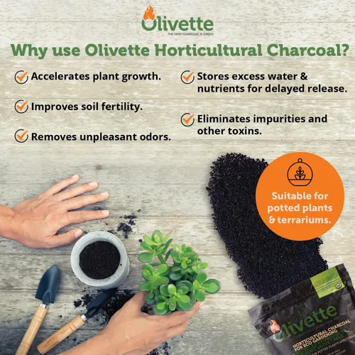 Miniatura 3 de Olivette Carbón activado de biochar hortícola para plantas, control de humedad orgánico USDA para árboles de terrario y plantas en maceta