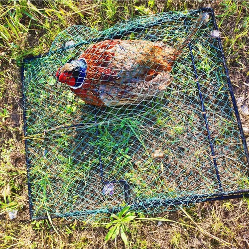 Miniatura 3 de Trampa para Aves Codorniz Paloma Control de Animales Vivos Primavera Aprisionamiento de Estorninos y Pollos