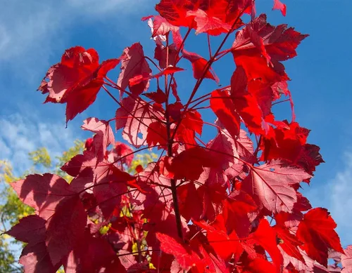 Miniatura 4 de TomorrowSeeds - Semillas de árbol de arce rojo - Más de 50 unidades - para plantar 2026 Acer Rubrum Illinois Roble Escarlata Azúcar canadiense