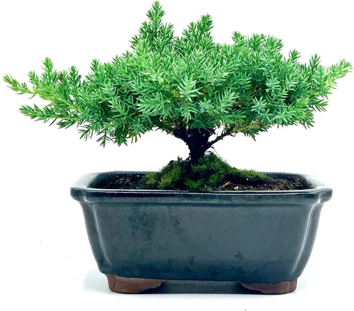 Árbol bonsái enano vivo de enebro | Interior/exterior | 100% hecho a mano | Decoración para el hogar y la oficina | El mejor regalo para vacaciones
