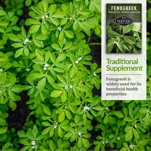 Miniatura 4 de Semillas de fenogreco para plantar, hierba heredera Methi para microverdes, hojas y cosechas de semillas de especias, semillas de jardín sin OMG