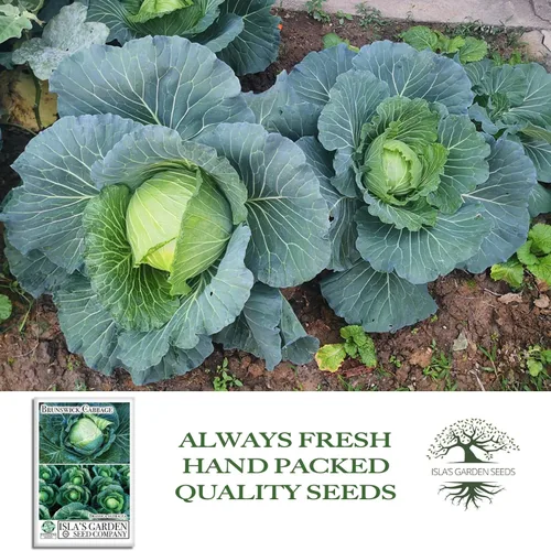 Miniatura 4 de Semillas de col Brunswick (Brassica oleracea) – Más de 300 semillas sin OMG y reliquias de Isla's Garden Seeds, cabezas verdes grandes y densas