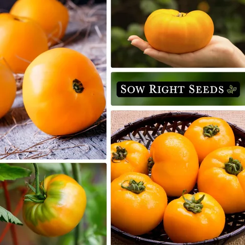 Miniatura 4 de Sow Right Seeds - Semillas de tomate Kellogg's Breakfast para plantar - Paquete de reliquia sin OMG con instrucciones para plantar un huerto casero