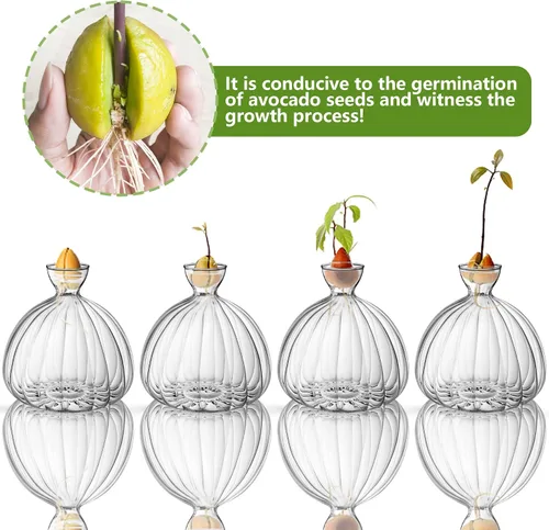 Miniatura 4 de Jarrón de inicio de semillas de aguacate, contenedor de vidrio grueso para brotes de semillas de aguacate, kit de cultivo de árboles de aguacate