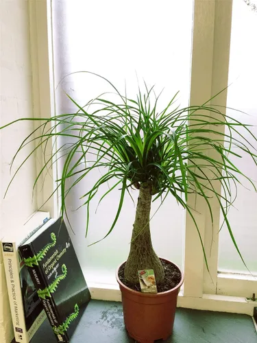 Miniatura 2 de Palmera de cola de caballo, planta viva en una maceta de cultivo de 6 pulgadas, Beaucarnea Recurvata, hermosa planta de interior suculenta de aire