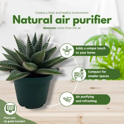 Miniatura 8 de BubbleBlooms Haworthia Miami, 2 pulgadas wandera Tropiflora Lace Aloe