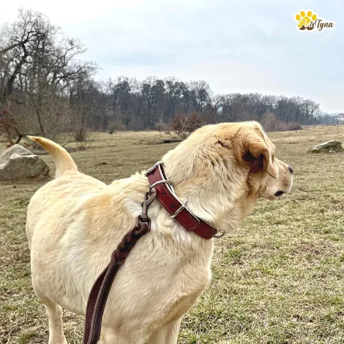 Miniatura 2 de ADITYNA Collar de cuero resistente para perros grandes - Suave y acolchado para mayor comodidad - Collar grande para perros para caminar, entrenar