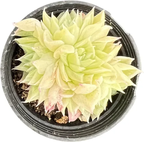 Miniatura 21 de Sprout N Green Sedum Dorado, Sedum adolphi, Mini suculenta viva totalmente enraizada en maceta de inicio de 2 pulgadas con mezcla de tierra, planta