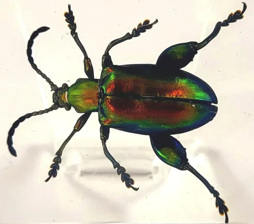 Miniatura 41 de 44mm Hormiga gigante tropical real en resina de lucita transparente cristalina, espécimen preservado Pseudoneoponera Rufipes, taxidermia
