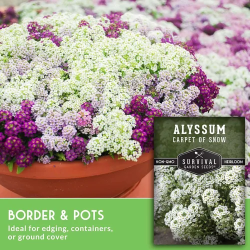Miniatura 5 de White Alyssum Seeds for Planting - Semillas de jardín de supervivencia (paquete de 1) Variedad Sweet Carpet of Snow - Flores perennes fragantes