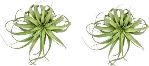 Miniatura 17 de ragnaroc Plantas de aire – Tillandsia Xerographica, gigante de 9-14 pulgadas – 1 unidad – Llegada viva garantizada – Plantas