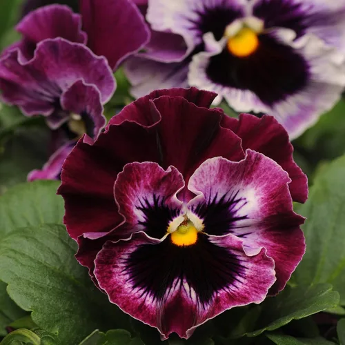 Miniatura 7 de Outsidepride Frizzle Sizzle - Semillas de pensamiento de viola de frambuesa para plantar, 100 unidades. Flores bienales, resistentes al frío y aptas