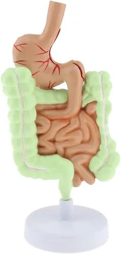 Miniatura 7 de KESOTO Modelo de Patología Gastrointestinal Humana Modelo Coronal Gástrico del Tracto Digestivo para Estudiantes Escolares Aprendizaje