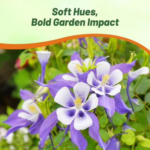 Miniatura 5 de Outsidepride Blue Star Semillas de Columbine – 1000 piezas de semillas de flores perennes, fáciles de cultivar para plantar, adecuadas para jardín